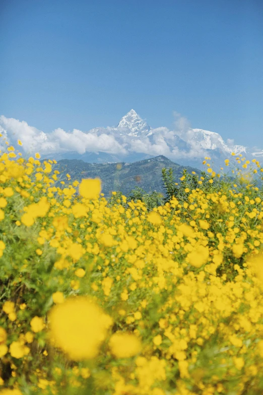 a field of yellow flowers with a mountain in the background, by Daren Bader, nepal, slide show, mint, tall