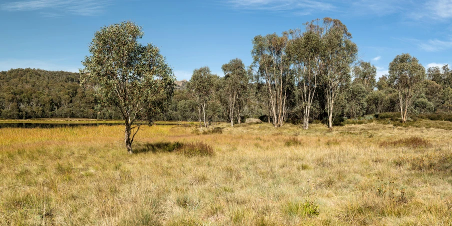 a grassy field with trees in the background, inspired by Tom Roberts, unsplash, dry river bed, shades of gold display naturally, lot of vegetation, julian ope