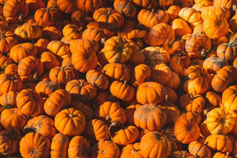 a large pile of pumpkins sitting on top of each other, by Carey Morris, pexels, 2 5 6 x 2 5 6 pixels, wide-shot, lush, petite