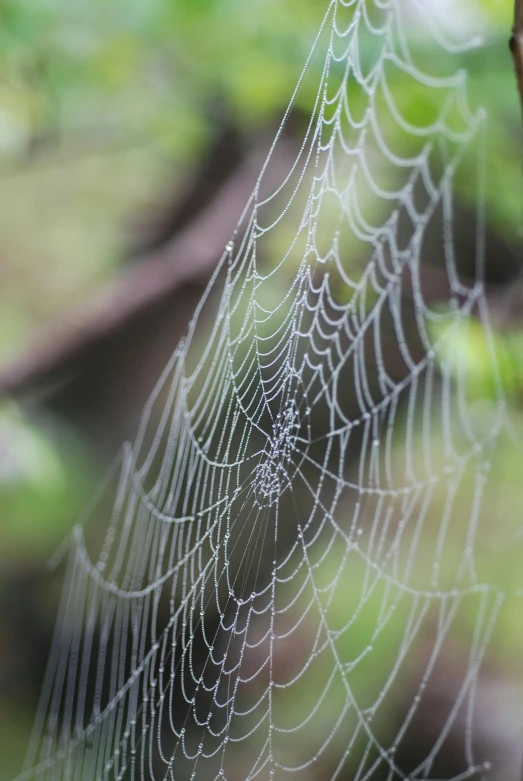 a spider web hanging from a tree branch, a macro photograph, by Pamela Drew, medium close-up shot, silk, full frame image, contain