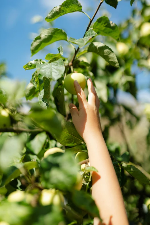 a person picking an apple from a tree, by Julia Pishtar, unsplash, blue sky, lush green, handcrafted, 🐿🍸🍋