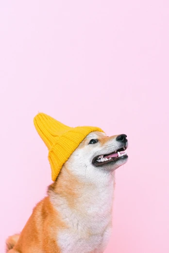 a brown and white dog wearing a yellow hat, trending on pexels, pink and orange, doge, kai'sa, aesthetic!!