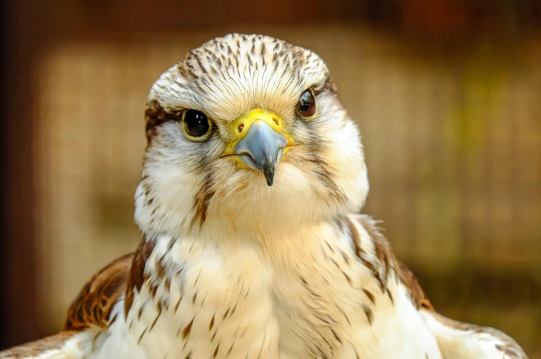 a close up of a bird of prey, a portrait, inspired by Carel Fabritius, trending on pexels, looking at camera, looking cute, flash photo, 🦩🪐🐞👩🏻🦳