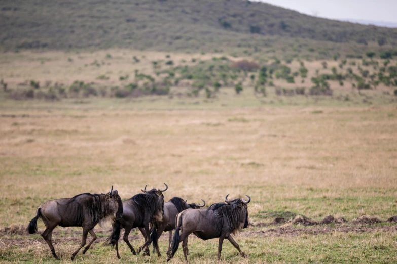 a herd of wildebeest running across a grass covered field, pexels contest winner, hurufiyya, fan favorite, facing away, a handsome, conde nast traveler photo