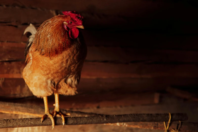 a chicken standing on top of a piece of wood, unsplash, renaissance, inside a barn, warm coloured, brown, no cropping