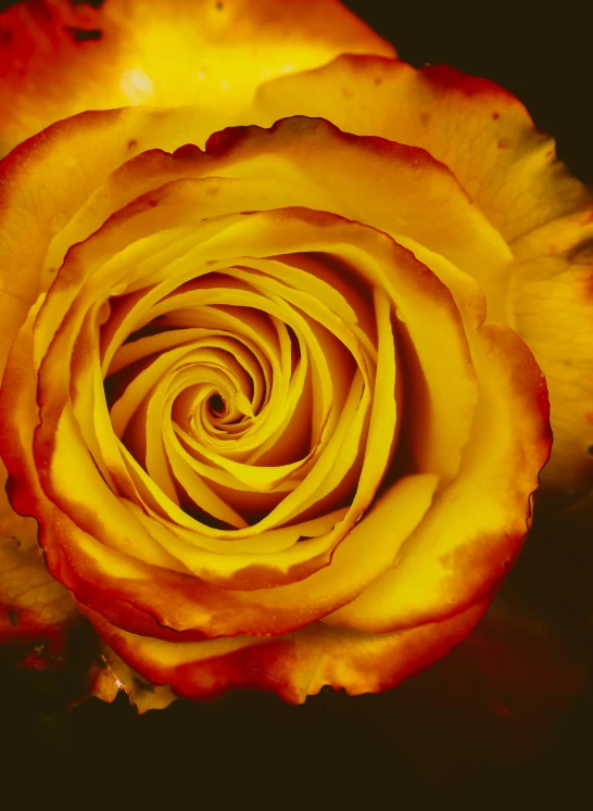 a close up of a yellow rose on a black background, an album cover, pexels, dark oranges reds and yellows, spiral, an intricate, reddish