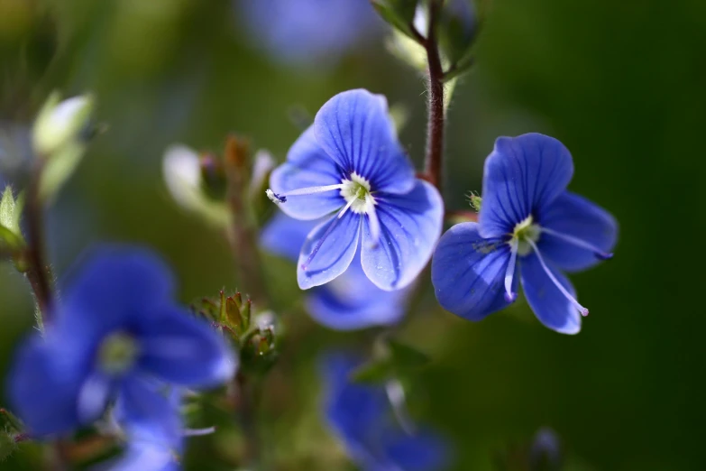 a close up of a bunch of blue flowers, by David Simpson, pexels contest winner, fan favorite, flax, smooth tiny details, video