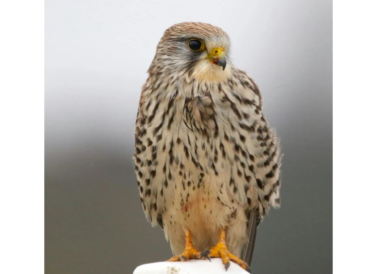 a close up of a bird of prey on a post, sitting on top a table