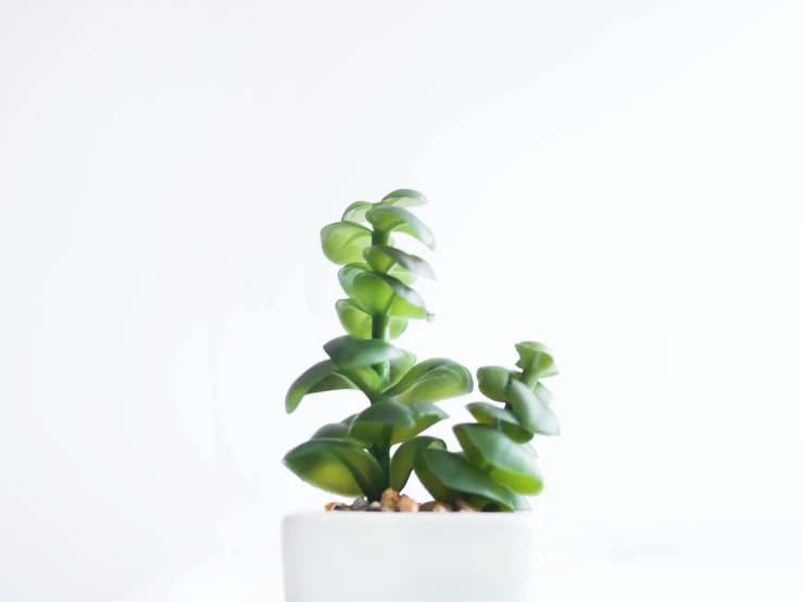 a close up of a potted plant on a table, unsplash, minimalism, pure white background, miniatures, rectangle, twisting leaves