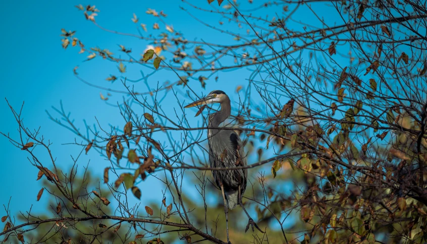 a bird sitting on top of a tree branch, blue and grey, fall season, heron, shot with sony alpha 1 camera