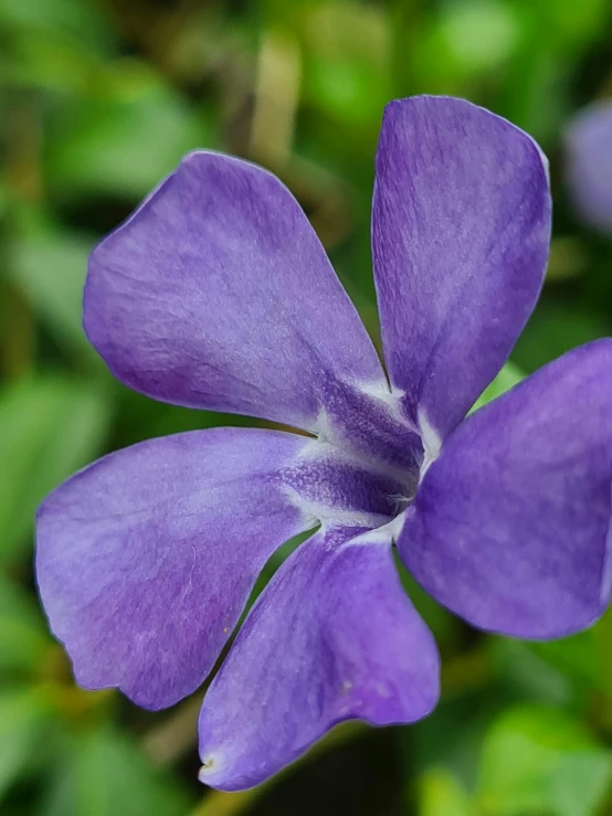 a close up of a purple flower on a plant, medium blue, fan favorite, ((purple)), exterior shot
