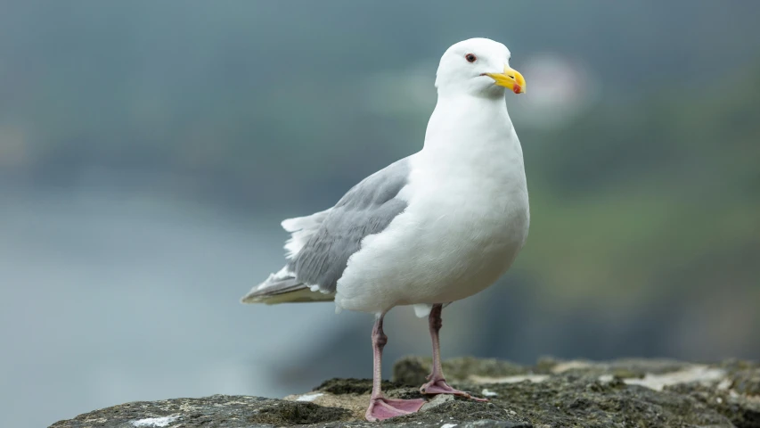 a close up of a bird on a rock, pale grey skin, seagulls, with a yellow beak, doing a majestic pose