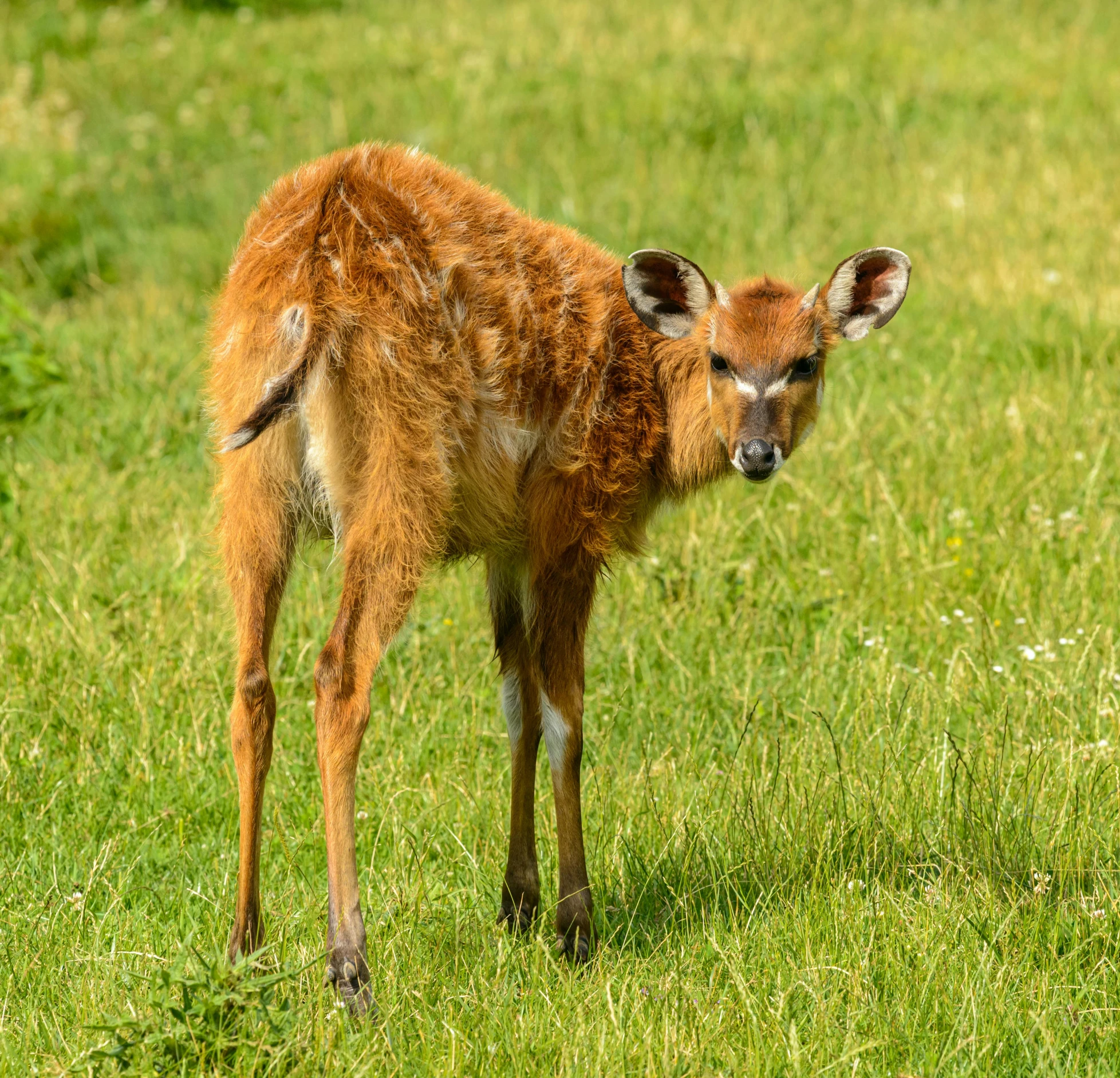 a young deer standing on top of a lush green field, mingei, orange fluffy belly, distant photo