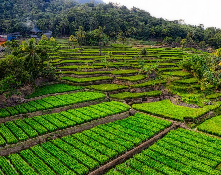 a large field filled with lots of green plants, by Yasushi Sugiyama, pexels, sumatraism, staggered terraces, slide show, assam tea village background, thumbnail