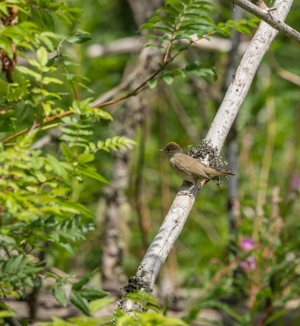 a small bird sitting on top of a tree branch, sharp focus », niels otto møller, ringlet, nature photo