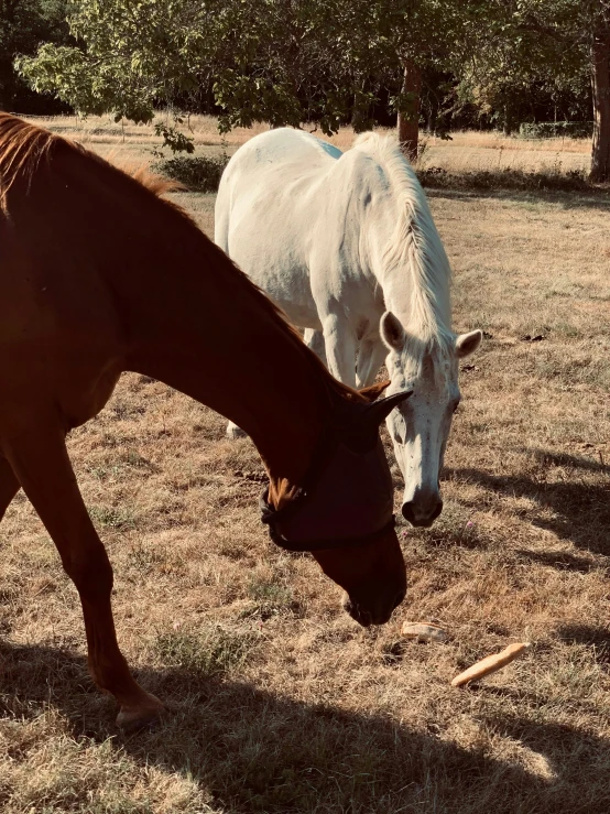 a couple of horses that are standing in the grass, instagram picture, eating outside, in australia, well shaded