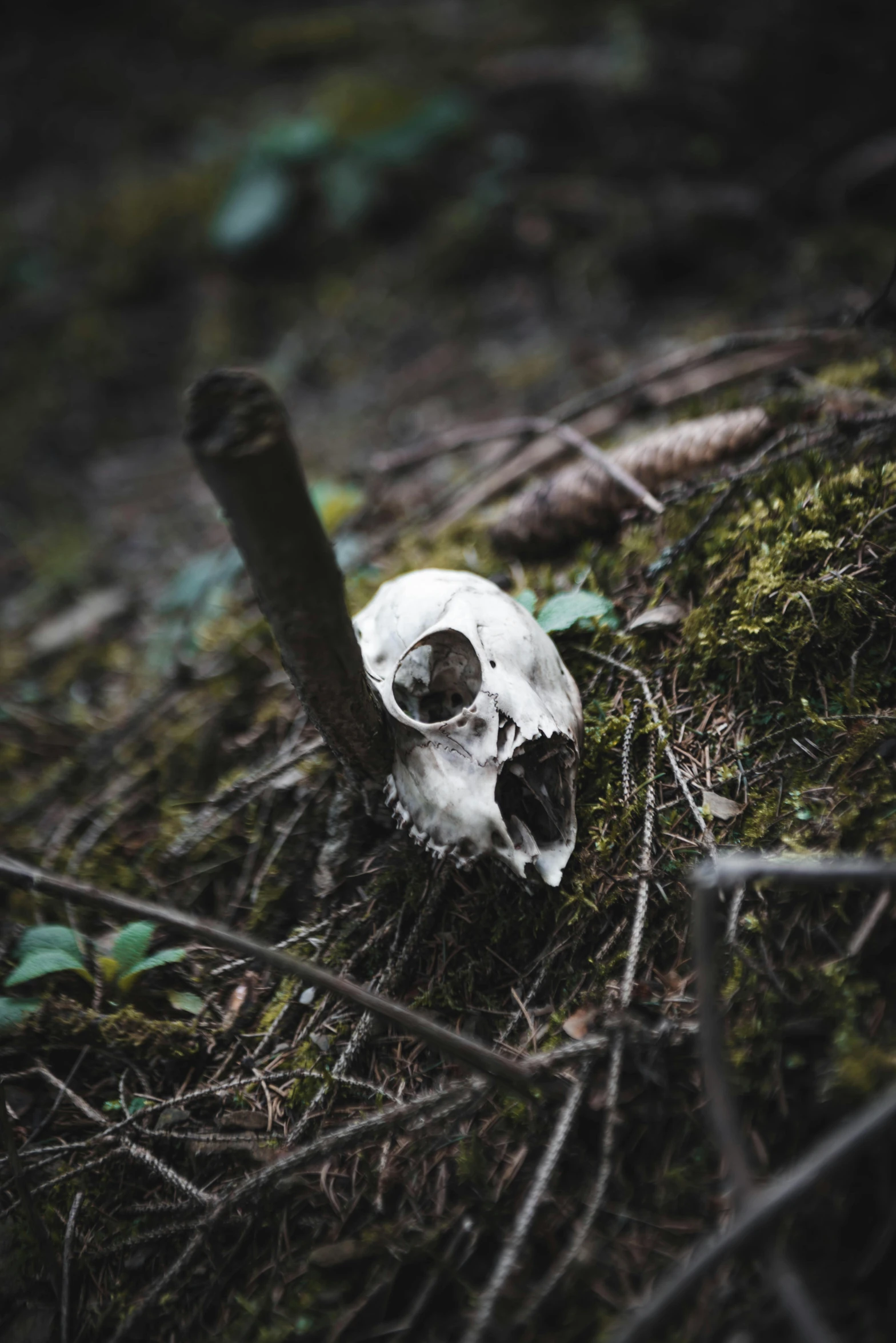 a skull sitting on top of a forest floor, on a branch, top selection on unsplash, high quality photo, profile image