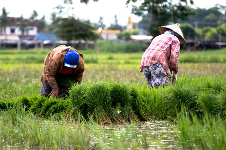 a couple of people that are in some grass, unsplash, hurufiyya, villagers busy farming, avatar image, subsiding floodwaters, maintenance photo