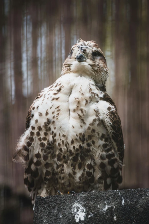 a brown and white bird sitting on top of a rock, hawk wings, hands on hips, taken in zoo, speckled