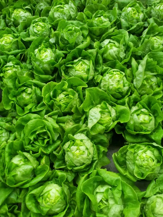 a bunch of lettuce sitting on top of a table, looking towards the camera, an elegant green, in rows, buds