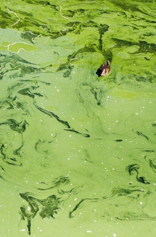 a duck that is swimming in some green water, inspired by Andreas Gursky, trending on unsplash, environmental art, toxic slime, photograph credit: ap, made of liquid, taken in the late 2010s