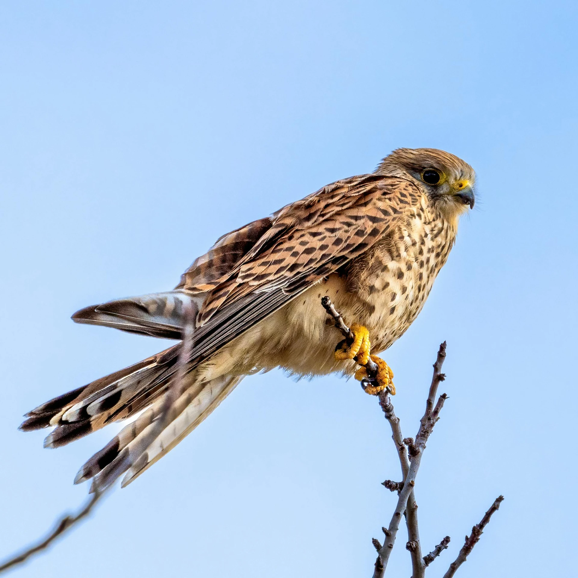 a bird sitting on top of a tree branch, a portrait, pexels contest winner, raptor, blue sky, spotted, merlin