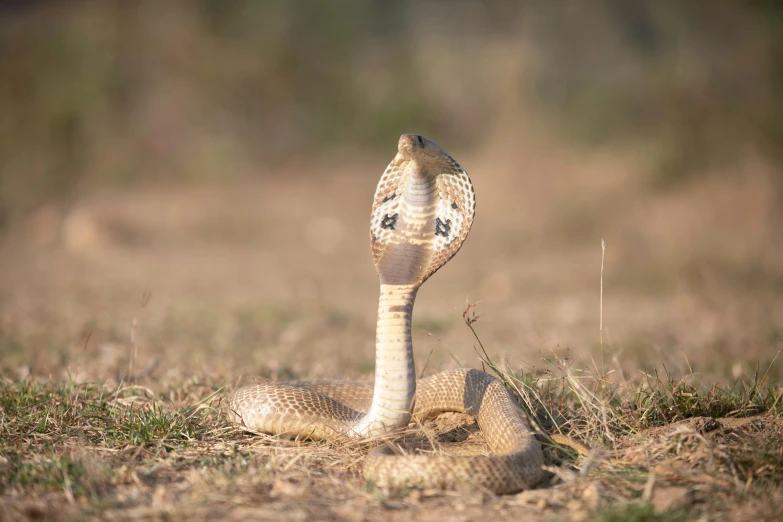 a close up of a snake on the ground, pexels contest winner, cobra, battle pose, australian, chambliss giobbi, sri lanka