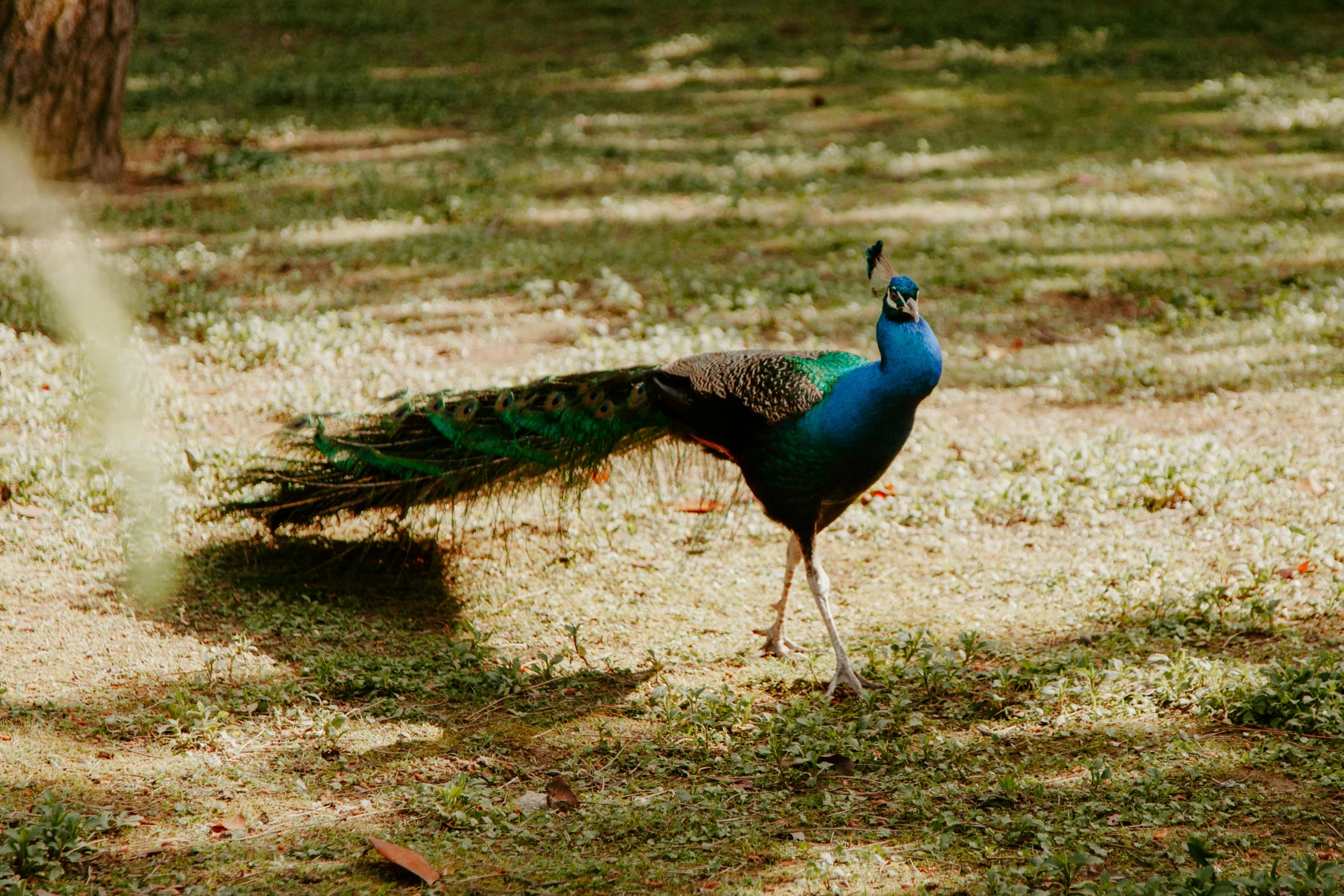 a peacock standing on top of a grass covered field, shady, 2019 trending photo, fan favorite, india