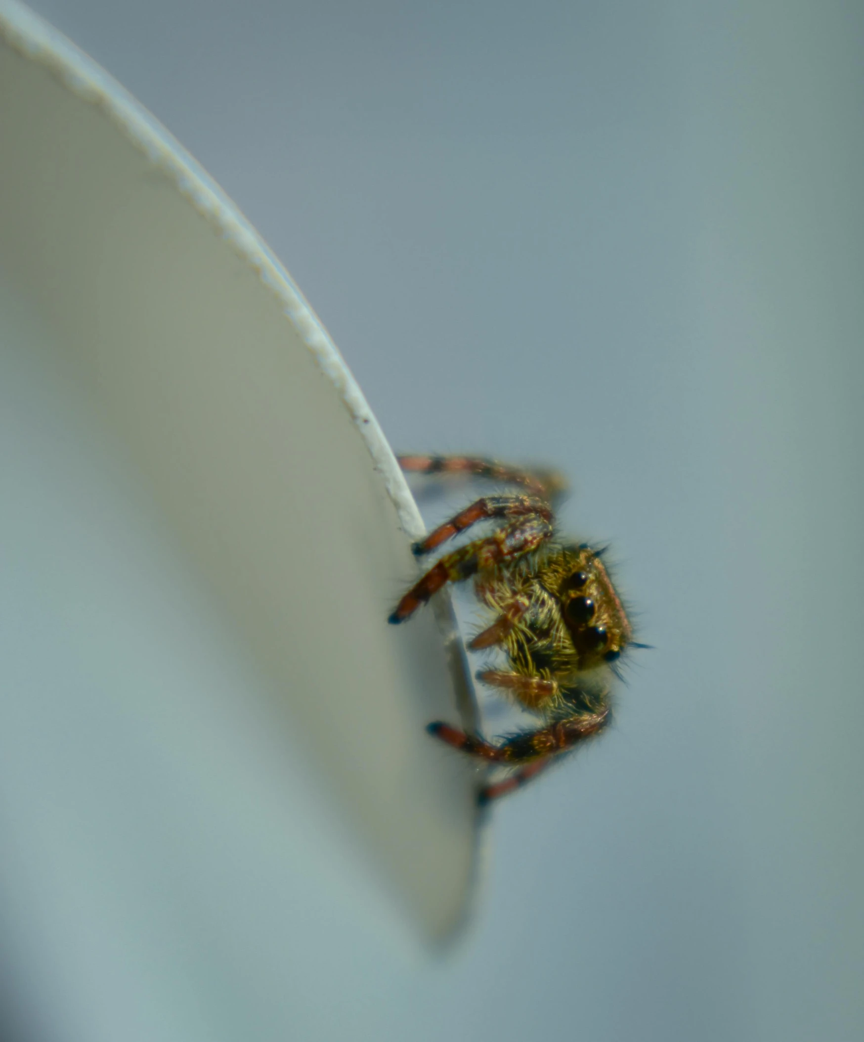 a spider sitting on top of a white cup, by Attila Meszlenyi, pexels contest winner, hurufiyya, micro detail 4k, casually dressed, frontal pose, on a plate