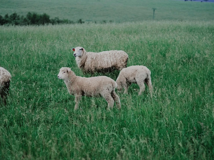 a herd of sheep standing on top of a lush green field, three animals, no cropping, college, high quality product image”