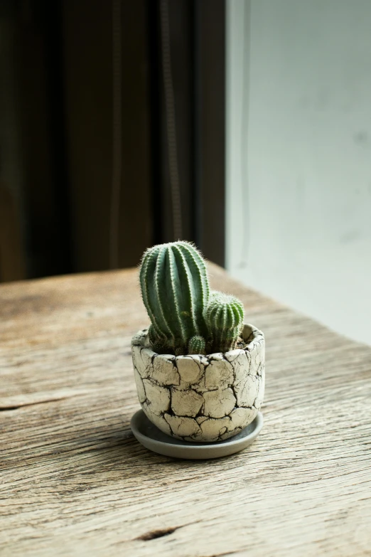 a small potted cactus sitting on top of a wooden table, an etching, inspired by Hendrik Gerritsz Pot, dribble, textured base ; product photos, cracked mud, desert white greenhouse, mexico city