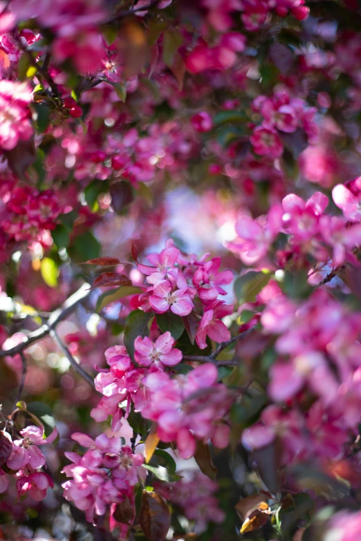 a bunch of pink flowers on a tree, inspired by Edwin Dickinson, unsplash, arabesque, zoomed in, bittersweet, apple trees, vivid)