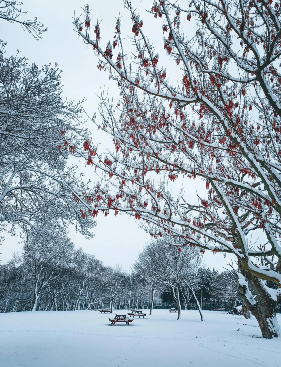a snowy park with benches and trees covered in snow, a photo, unsplash contest winner, with red berries and icicles, thumbnail, iceland photography, detailed trees in bloom