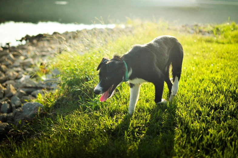 a black and white dog standing on top of a lush green field, shoreline, sun flare, running, portrait image