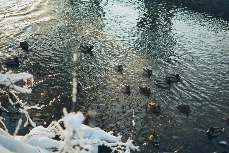 a number of ducks in a body of water, inspired by Elsa Bleda, pexels contest winner, outside winter landscape, vsco, 1024x1024, small river