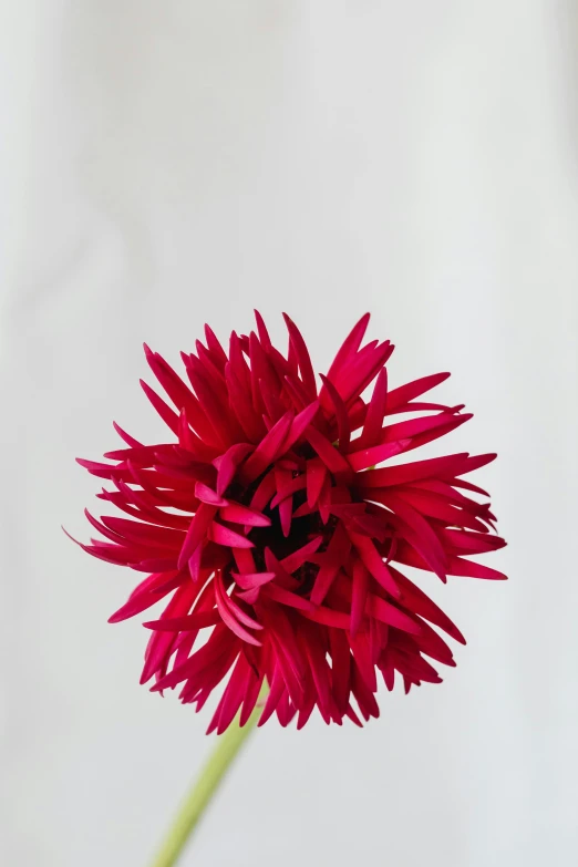 a close up of a red flower in a vase, an abstract sculpture, giant dahlia flower crown head, full product shot, rich deep pink, very long shot