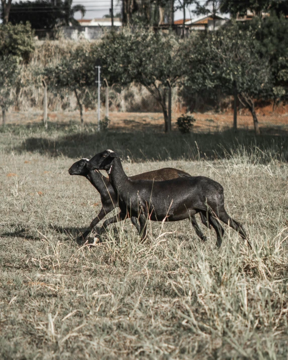 a dog chasing a goat in a field, by Elsa Bleda, pexels contest winner, happening, adult pair of twins, black, madagascar, instagram story