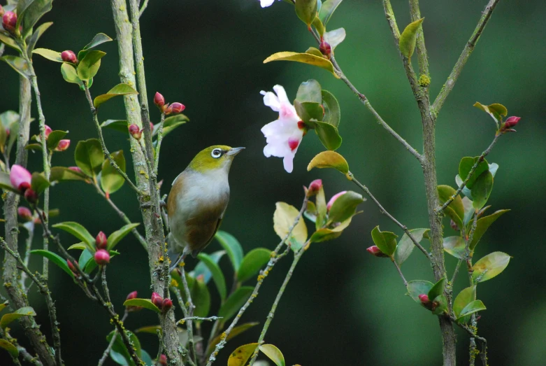 a small bird sitting on top of a tree branch, pexels contest winner, mingei, subtropical flowers and plants, background: assam tea garden, pink white and green, olive