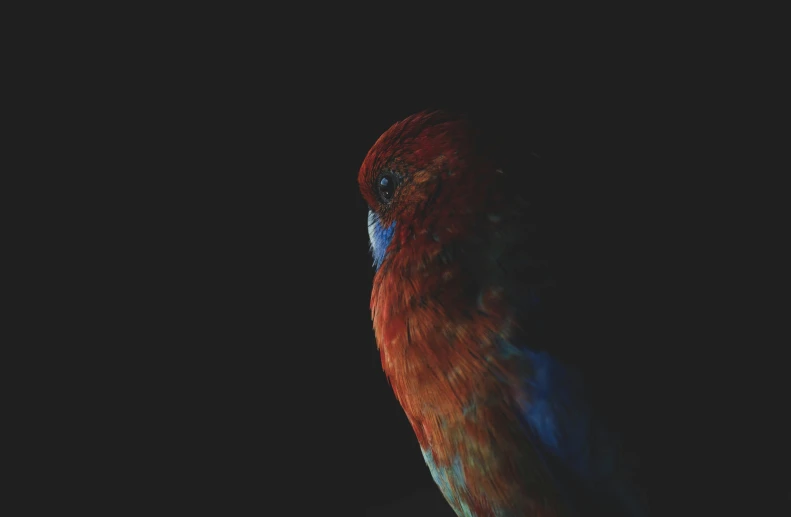 a red and blue bird sitting on top of a tree branch, an album cover, inspired by Elsa Bleda, art photography, black background hyperrealism, bird head, portrait of a small, brown red blue