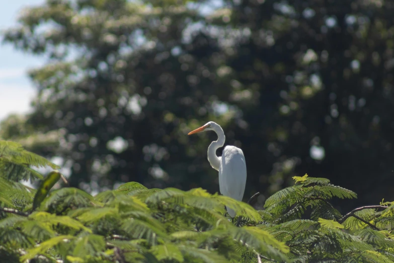 a white bird sitting on top of a lush green tree, mangrove swamp, 🦩🪐🐞👩🏻🦳, parks and gardens, heron prestorn