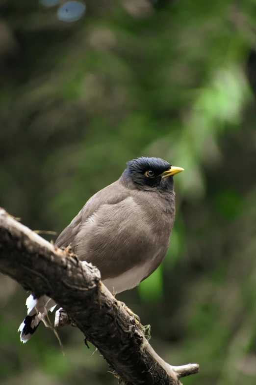 a bird sitting on top of a tree branch, pale pointed ears, tamborine, pristine and clean, concerned