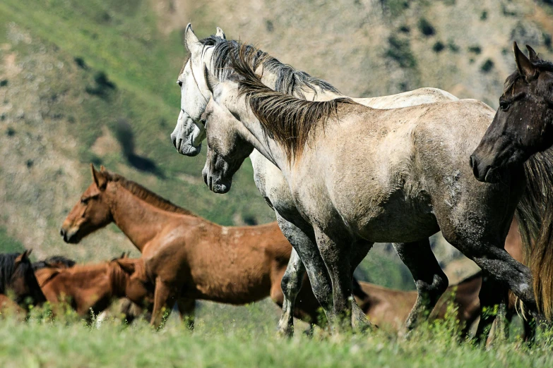 a herd of horses running across a lush green field, pexels contest winner, renaissance, kazakh empress, grey, in the hillside, museum quality photo