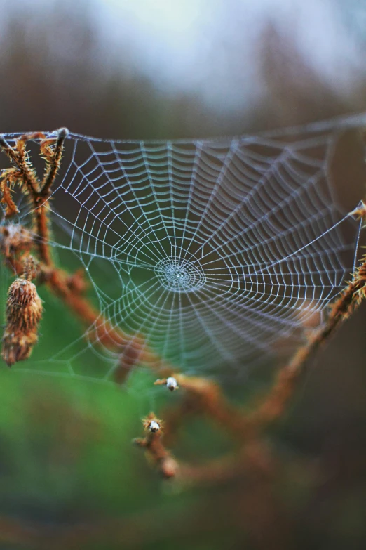 a spider web sitting on top of a tree branch, a macro photograph, by John Gibson, getty images, 8k 4k, mist, on display