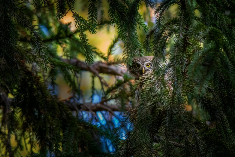 a bird sitting on top of a tree branch, a portrait, by Dietmar Damerau, unsplash contest winner, camouflage, eyes in the trees, paul barson, museum quality photo