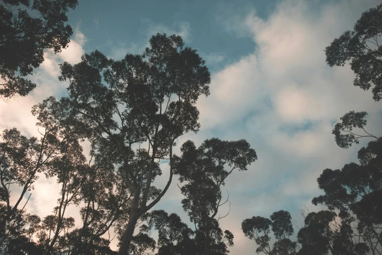 a group of trees that are next to each other, an album cover, unsplash, australian tonalism, partly cloudy sky, eucalyptus, music video, ((trees))