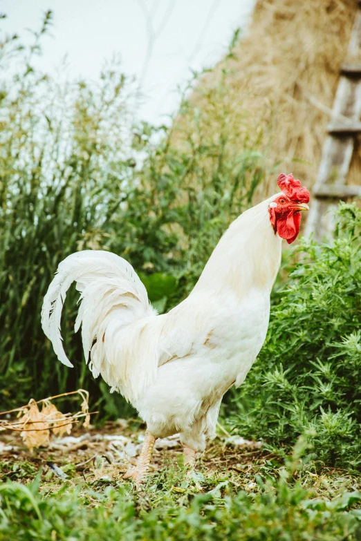 a white rooster standing on top of a lush green field, pexels contest winner, renaissance, in garden, ready to eat, front profile, standing