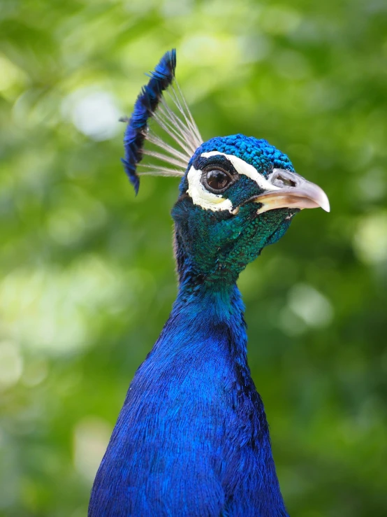 a close up of a peacock's head with trees in the background, by Julia Pishtar, sumatraism, brilliant royal blue, doing a sassy pose, slide show, front profile shot