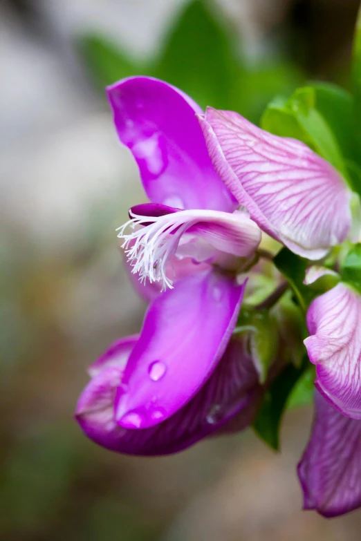 a close up of a purple flower with water droplets, covered in flame porcelain vine, crisp smooth lines, sage, drinking