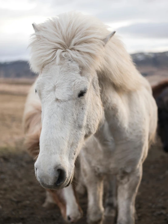 a white horse standing on top of a dirt field, in her hair, close - up photograph, reykjavik, trending photo