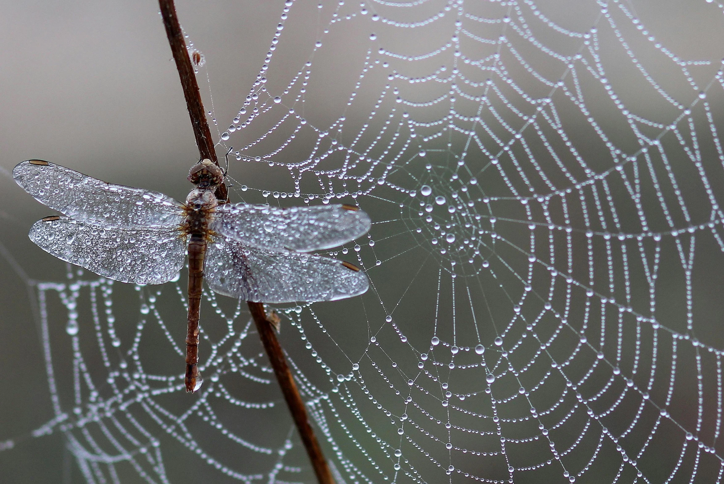 a dragonfly sitting on top of a spider web, inspired by Gabriel Dawe, pexels contest winner, net art, grey, dewdrops, ilustration, intricate lace